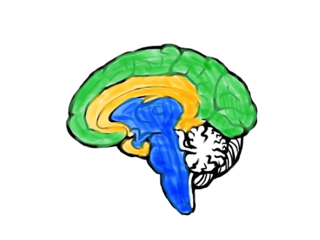 脳の３層構造